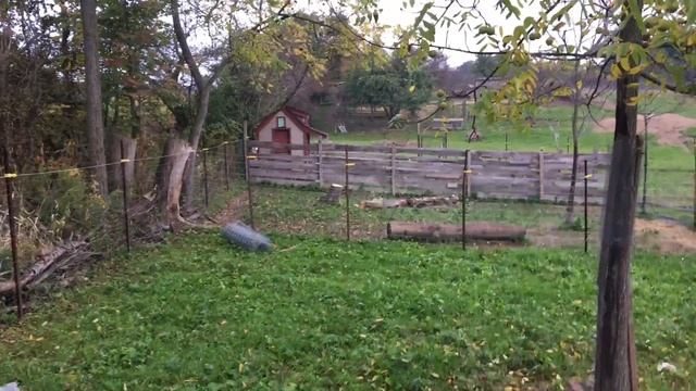 Taking down a few DEAD TREES, last of the APPLE PICKING and this year’s CHAMPIONS смотреть онлайн
