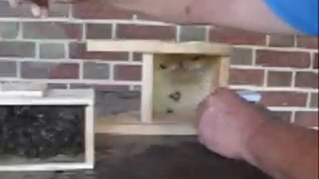 Installing a Bee Pack in Bee Buddy.wmv смотреть онлайн