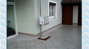 Хохма! Кошка едет в собственном лифте:)