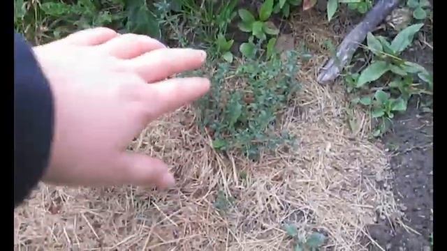 Garden tour! spinach, dill, zuccini, potatoes, apples, strawberries and much more. смотреть онлайн