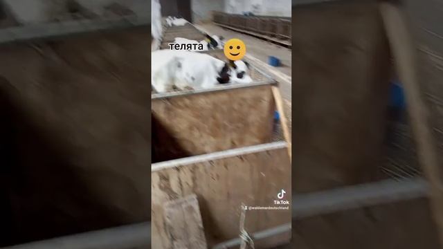 на работе в телятнике #ферма #коровы смотреть онлайн