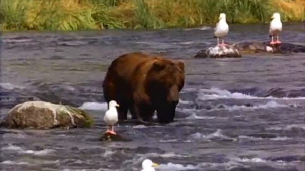 Windows Vista Simple Video "Bear"