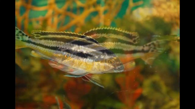 Аквариумные рыбки fish смотреть онлайн