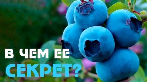 Ягода молодости: секреты выращивания садовой голубики