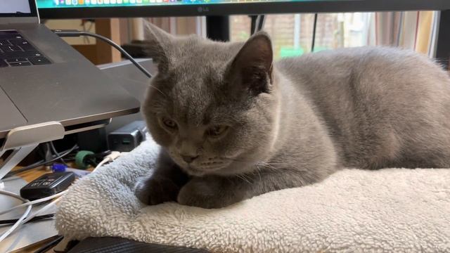 Cat finds use for a MacBook смотреть онлайн