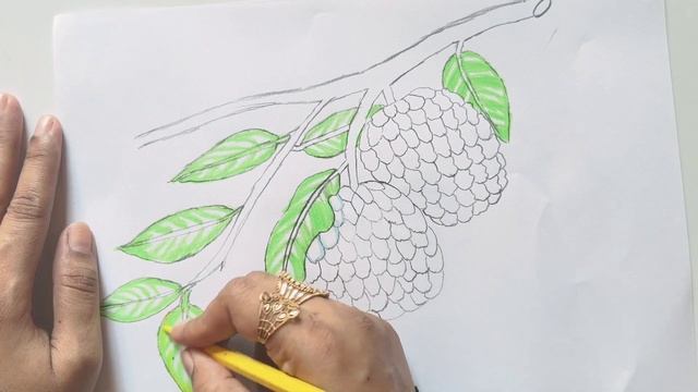 How To Draw Custard Apple | Custard Apple Drawing | Fruit Drawing смотреть онлайн