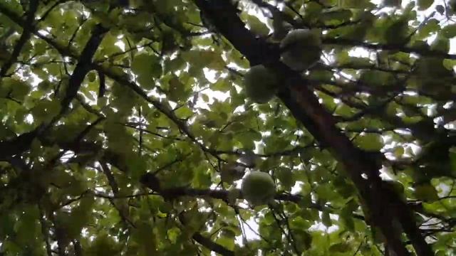 Checkout the Size of these Green Apples of Gilgit (Hunza) Baltistan смотреть онлайн