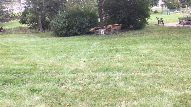Apple Picking in the Food Forest смотреть онлайн
