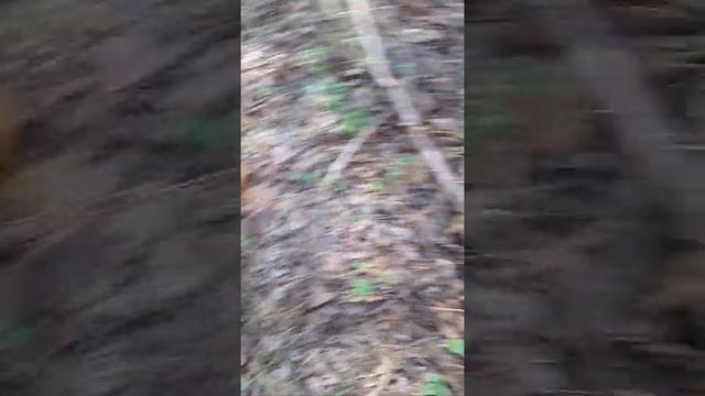 Масленок зернистий смотреть онлайн