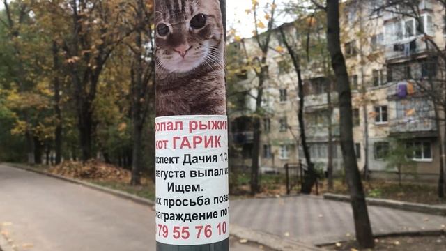 пропал рыжий кот Гарик ! выпал из окна the ginger cat Garik has disappeared ! fell out of the windo смотреть онлайн