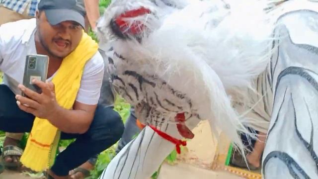 kharagpur white tiger Dance At jatni | #Mata Puja Last Day At Retang Colony 2022 смотреть онлайн