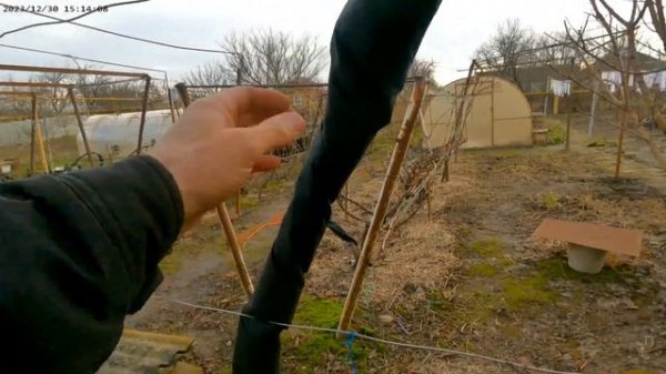 Тех. сорт Курчанский, перевод со шпалеры на беседку