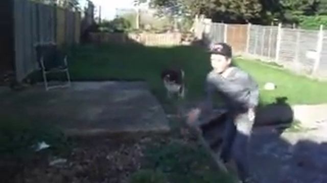 Apple-bobbing dog! смотреть онлайн