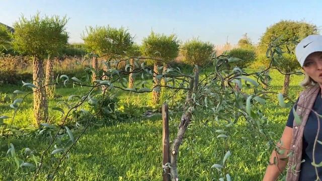 Стрижка извилистой ивы на штамбе. Мастер-класс. Русская ива.