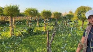 Стрижка извилистой ивы на штамбе. Мастер-класс. Русская ива.