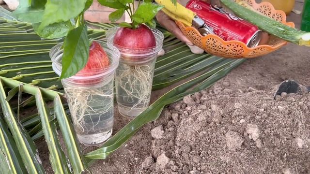 How To Growing Apple Fruit To Apple Trees Has Many Fruits Using Sting Coca & eggs смотреть онлайн