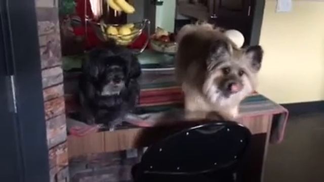 DOGS really like APPLES to the fullest. смотреть онлайн