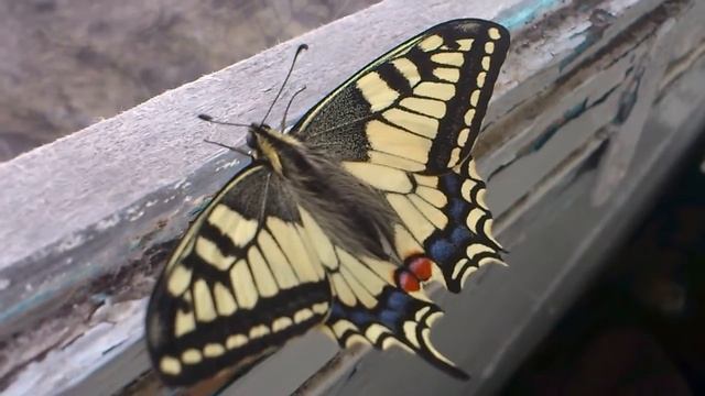 Бабочка смотрит в окно / Butterfly looks out the window смотреть онлайн