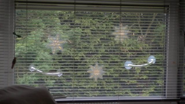 House martins flying past window. [20230605 100535] смотреть онлайн