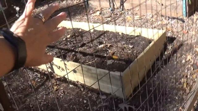 Winter garden update backyard and front yard November 2021 смотреть онлайн