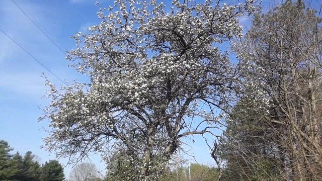 The Oldest Apple Tree May 13, 2023 смотреть онлайн