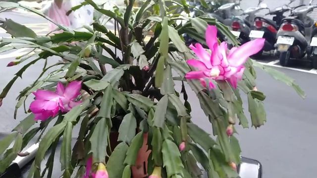 GAK TAU BUNGA APA TAPI CANTIK DAN UNIK смотреть онлайн