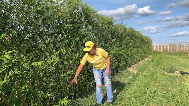Русская ива. Живая плетеная изгородь. Третий год.