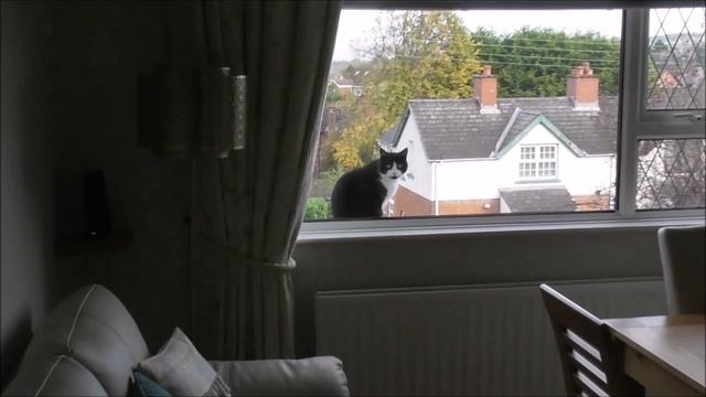 Meet Belfast Bel the High Window Sill Jumping Cat смотреть онлайн