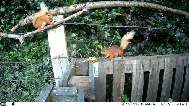 Red Squirrels and an Apple смотреть онлайн