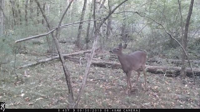 2019 Far dbl rub scrape Apple Backyard scents doe day 4 смотреть онлайн