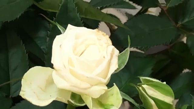 iPhone X - Indoors Video Zoom Test (HD@30FPS) смотреть онлайн