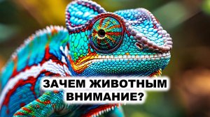 06.4. Возникновение внимания