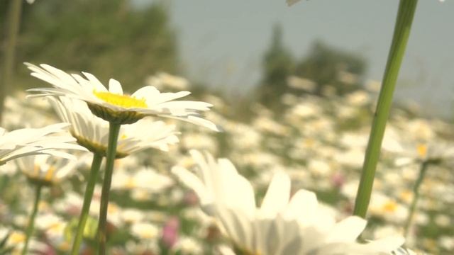 ромашки, поле с ромашками смотреть онлайн