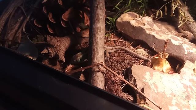 Кормление прыткой ящерицы