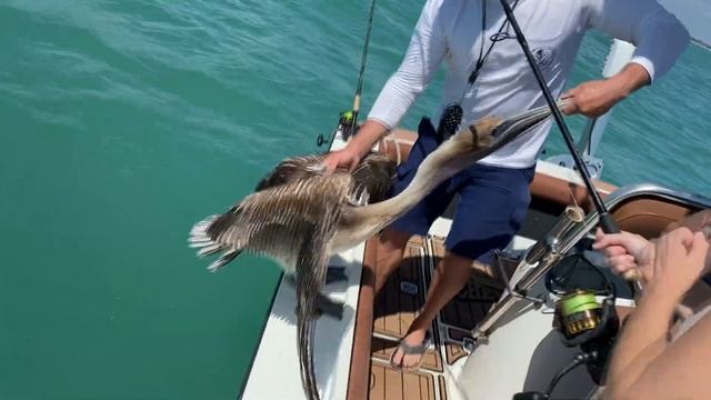 Rescuing Hooked Pelicans! How to Unhook? смотреть онлайн