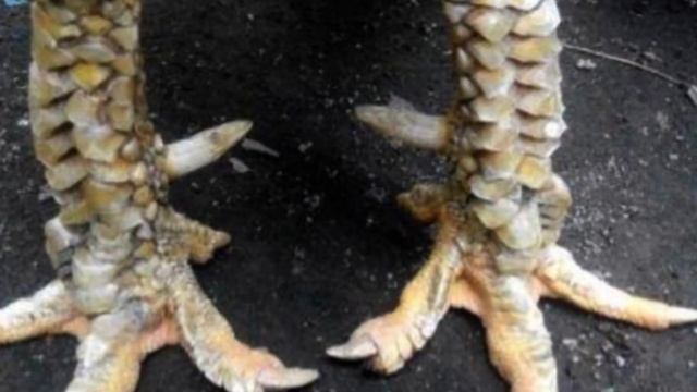 Cara Menghitung Sisik Ayam Hobi Yang Berkualitas смотреть онлайн