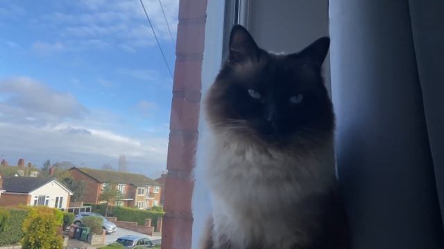 Milo The Ragdoll Cat Looking Out The Window
