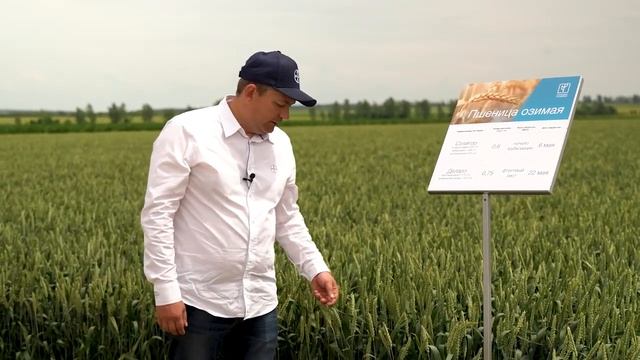 ПшеницаЛегкий смотреть онлайн