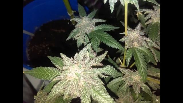 Mackie mac Purple pheno yea boy смотреть онлайн