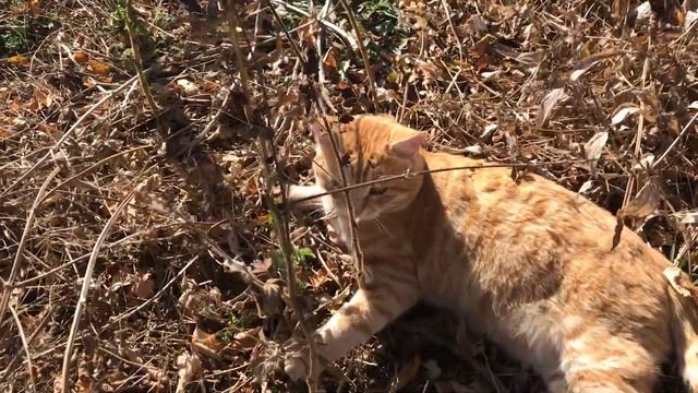 Поиграл с комендантом Рыжиком) смотреть онлайн