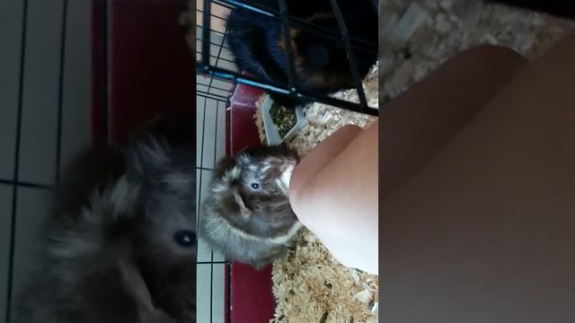 Cutest Guinea Pigs Munching on Apples смотреть онлайн