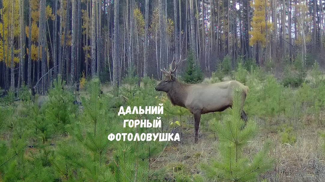 ДАЛЬНИЙ И ГОРНЫЙ ПУТИКИ. КАДРЫ С ФОТОЛОВУШКИ. смотреть онлайн