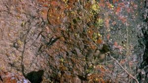 BBC. Твои весёлые друзья зверята 52 серия (документальный сериал, 2004-2009)