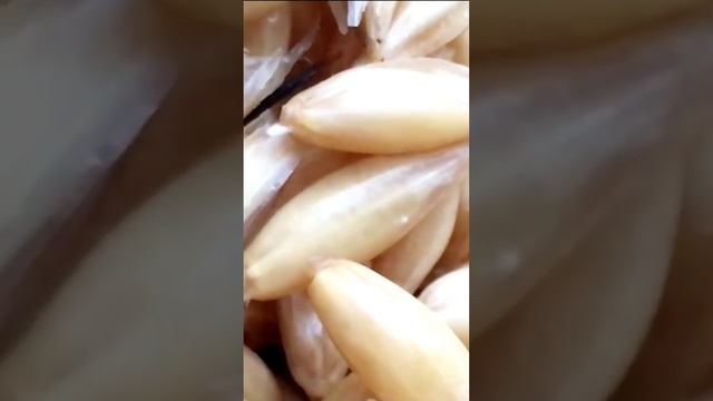 Рецепт здоровья #shorts смотреть онлайн