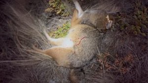 21.10.2024 г. Продолжение охоты на шакала в Волгоградских степях, карабин R715 калибр .223rem