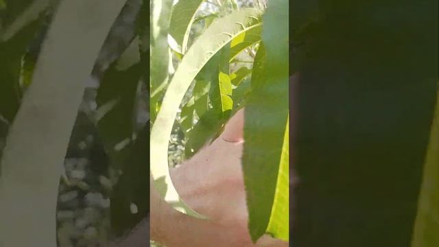 31.07.2024 персик колонновидный карликовый