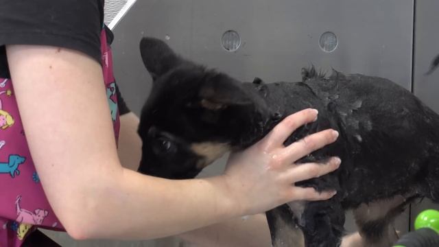Dramatic little German Shepherd puppies, SO CUTE! смотреть онлайн