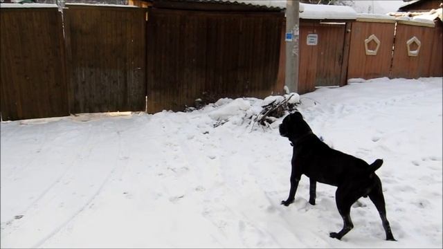 Прогулка.wmv смотреть онлайн