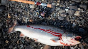 Арктический голец Полярного Урала