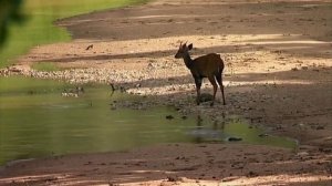 BBC. Твои весёлые друзья зверята 29 серия (документальный сериал, 2004-2009)